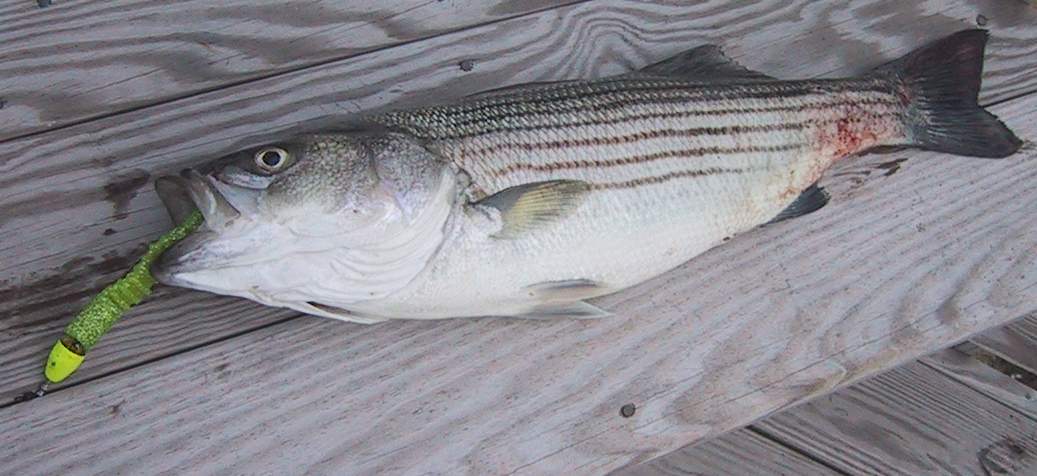 striper lure